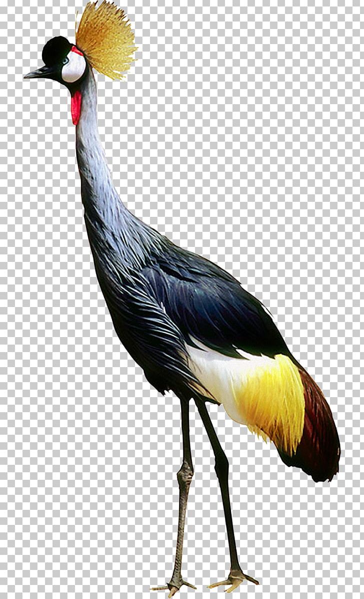 Bird Crane PNG, Clipart, Animals, Ardea, Beak, Bird, Computer Free PNG Download