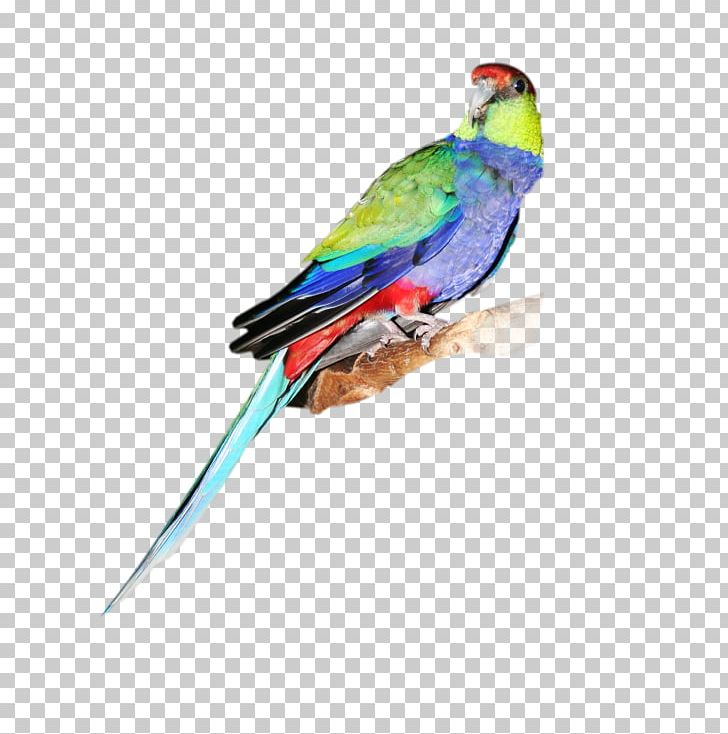 Budgerigar Cockatiel Lories And Lorikeets Western Rosella Cockatoo PNG, Clipart, Beak, Bird, Cock, Common Pet Parakeet, Conure Free PNG Download