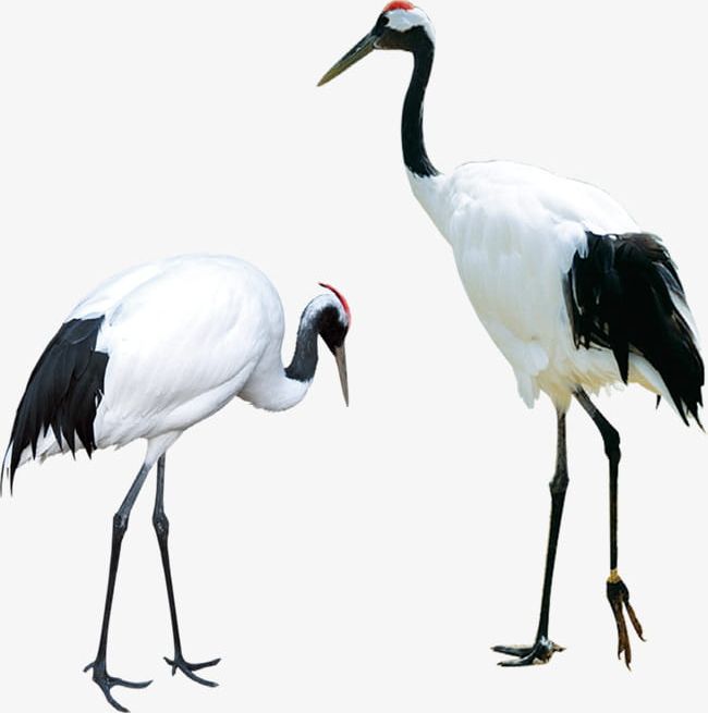 Two Red-crowned Cranes PNG, Clipart, Animal, Crane, Cranes Clipart, Cranes Clipart, Material Free PNG Download