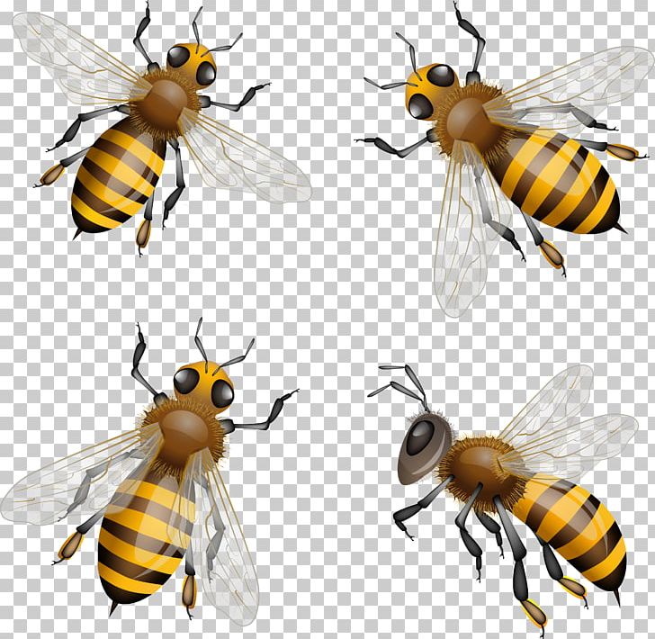 Western Honey Bee Bumblebee PNG, Clipart, Arthropod, Bee, Bee Clipart, Bee Pollen, Bumblebee Free PNG Download
