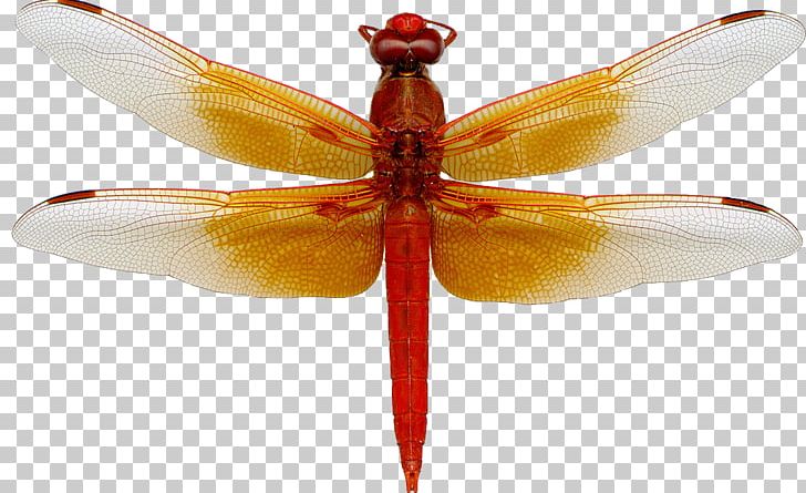 A Dragonfly Flame Skimmer Animal Magic Poems PNG, Clipart, Albom, Animal, Animal Magic, Animal Magic Poems, Arthropod Free PNG Download
