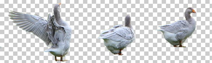 Beak Goose Cygnini Duck Bird PNG, Clipart, Anatidae, Animal, Animal Figure, Beak, Bird Free PNG Download