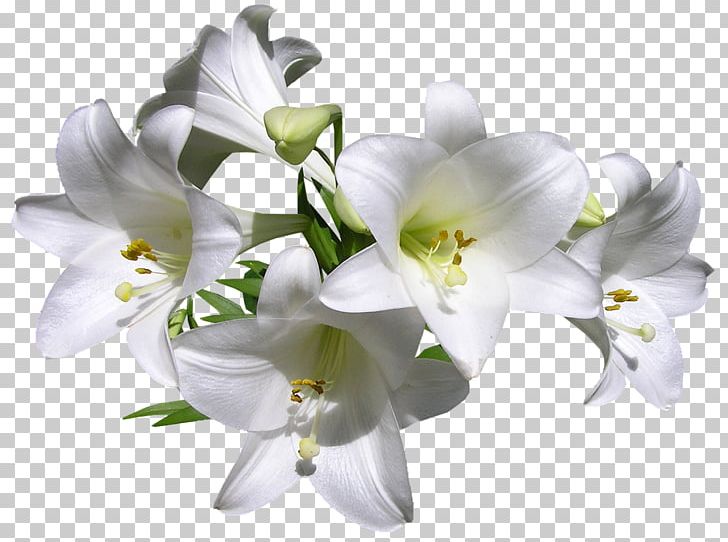 Fleurs Des Jardins Lilium Davidii Madonna Lily Tiger Lily Cut Flowers PNG, Clipart, Blume, Bog Arum, Cut Flowers, Des, Fleur Free PNG Download