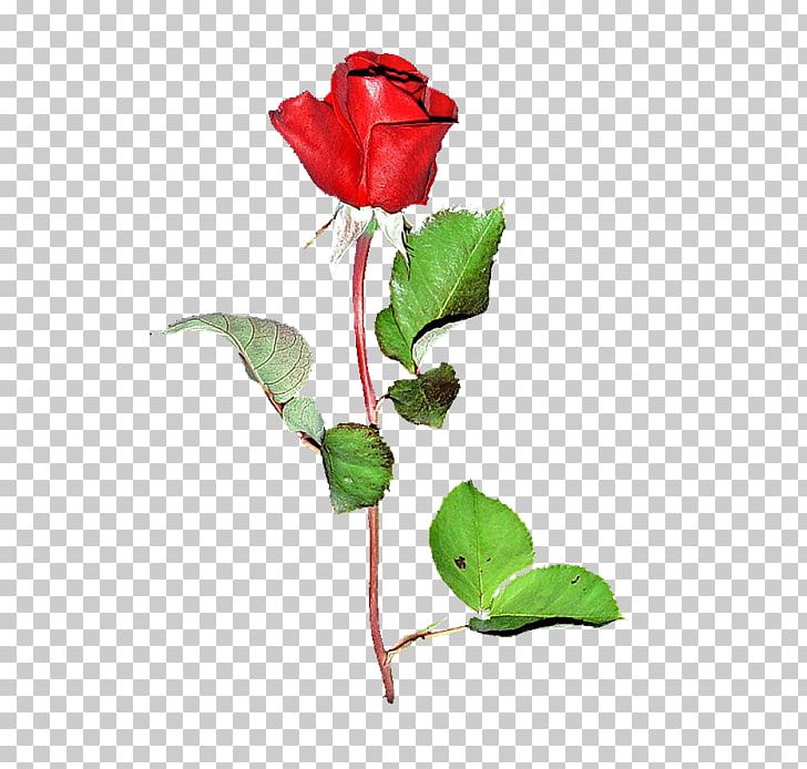 Garden Roses Cabbage Rose Floribunda Cut Flowers Bud PNG, Clipart, Branch, Bud, China Rose, Chinese Cuisine, Cut Flowers Free PNG Download