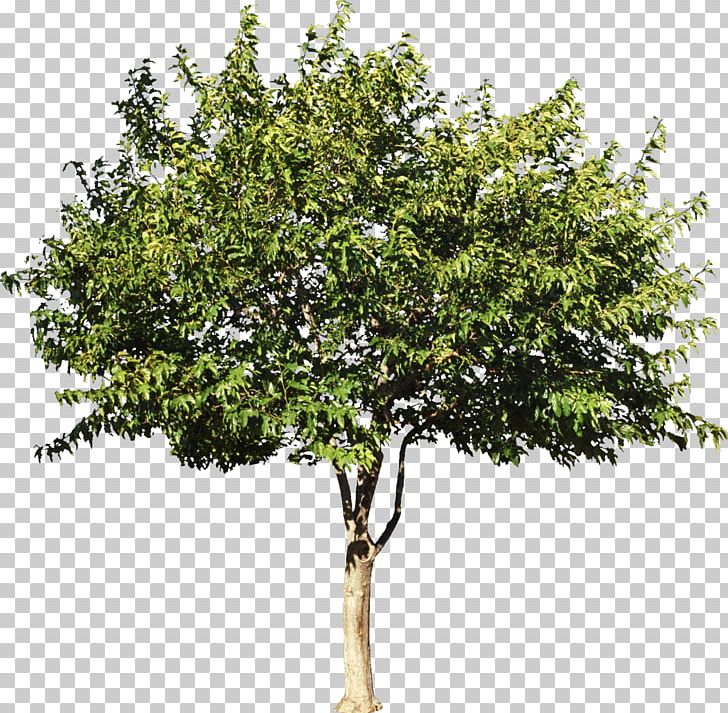 Sycamore Maple Tree Shrub Citrus Stock Photography PNG, Clipart, Aspen, Branch, Bush, Citrus, Deciduous Free PNG Download