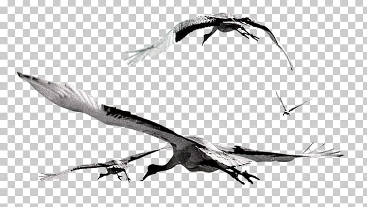 Bird Flight Gulls Flock PNG, Clipart, Adobe Illustrator, Animal, Beak, Bird, Black And White Free PNG Download