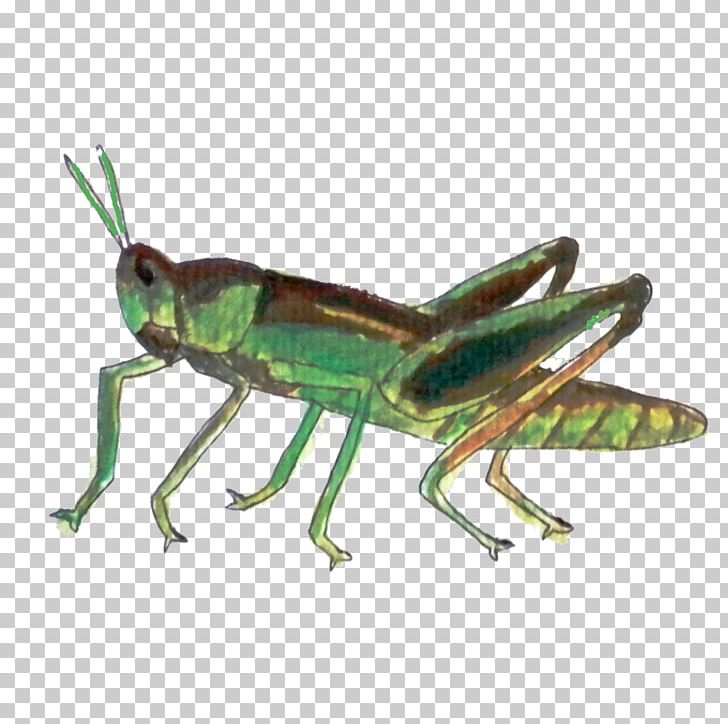 Chameleons Reptile Veiled Chameleon Panther Chameleon Jackson's Chameleon PNG, Clipart, Animals, Arthropod, Caelifera, Chameleon, Chameleons Free PNG Download