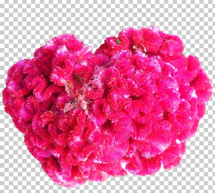 Cut Flowers Pink M Wool Petal PNG, Clipart, Amaranth Family, Annual Plant, Belur Math, Cut Flowers, Flower Free PNG Download