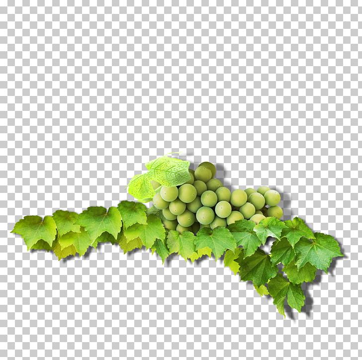 Grape Leaves Green Common Grape Vine PNG, Clipart, Background Green, Branch, Creative Background, Cyan, Designer Free PNG Download