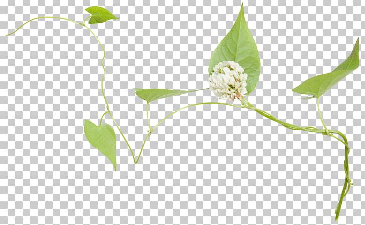 Leaf Green Twig Flower PNG, Clipart, Branch, Branches, Branches And Leaves, Euclidean Vector, Fall Leaves Free PNG Download