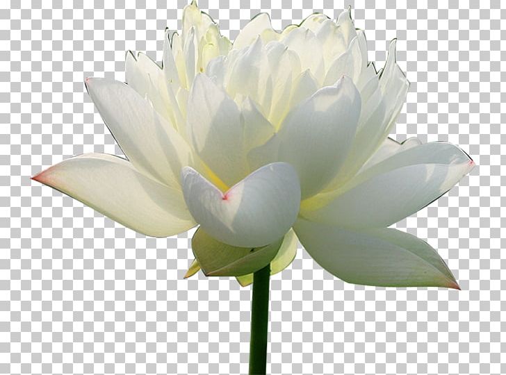 Nelumbo Nucifera Pygmy Water-lily Flower PNG, Clipart, Aquatic Plant, Aquatic Plants, Artificial Flower, Bud, Cut Flowers Free PNG Download