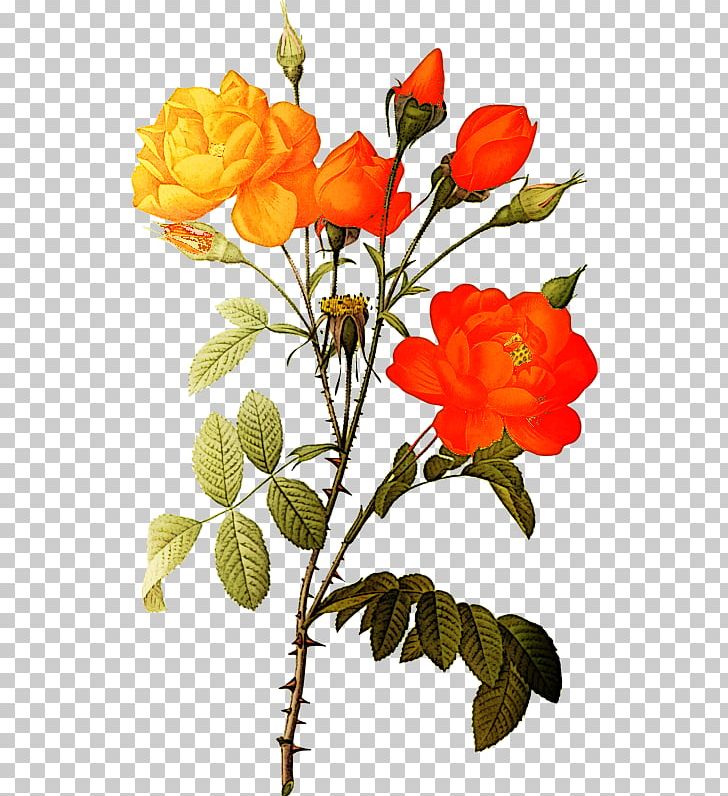 Rose PNG, Clipart, Branch, Cut Flowers, Display Resolution, Download, Encapsulated Postscript Free PNG Download