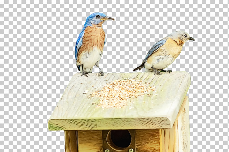 Bird Food Birds Bluebirds Beak Science PNG, Clipart, Beak, Biology, Bird Food, Birds, Bluebirds Free PNG Download