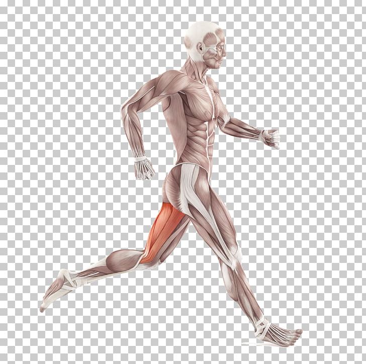 Back Pain Iliotibial Band Syndrome Iliotibial Tract Tensor Fasciae Latae Muscle Patellofemoral Pain Syndrome PNG, Clipart, Arm, Back Pain, Chest, Fascia Lata, Figurine Free PNG Download