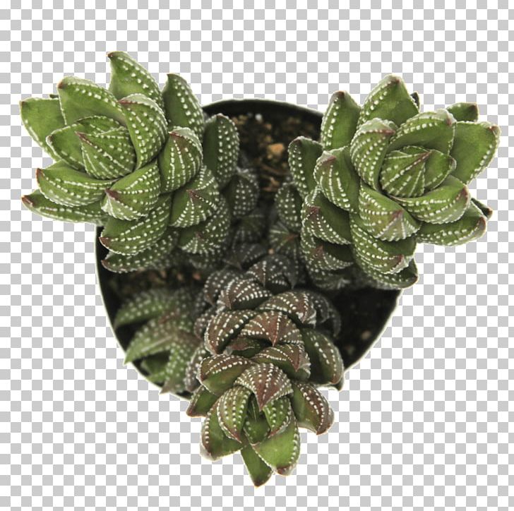 Haworthiopsis Reinwardtii Haworthia Crassula Perforata Plant PNG, Clipart, Clay, Crassula Perforata, Drainage, Flowerpot, Haworthia Free PNG Download