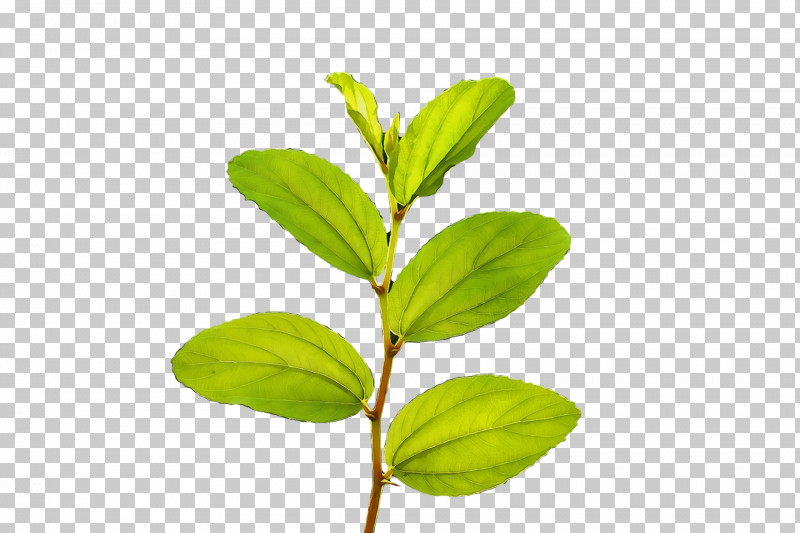 Plant Stem Leaf Herb Plants Science PNG, Clipart, Biology, Herb, Leaf, Paint, Plants Free PNG Download