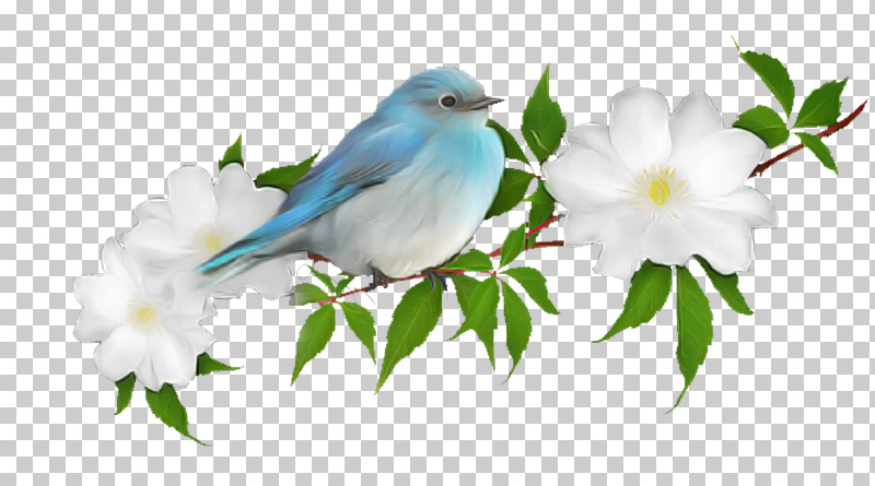Bird Mountain Bluebird Bluebird Songbird Plant PNG, Clipart, Beak, Bird, Bluebird, Branch, Eastern Bluebird Free PNG Download