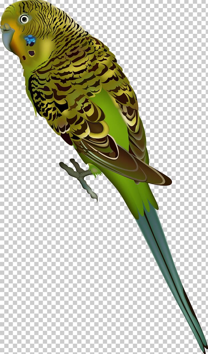 Budgerigar Parrot Bird Parakeet PNG, Clipart, Animals, Beak, Bird, Budgerigar, Clip Art Free PNG Download