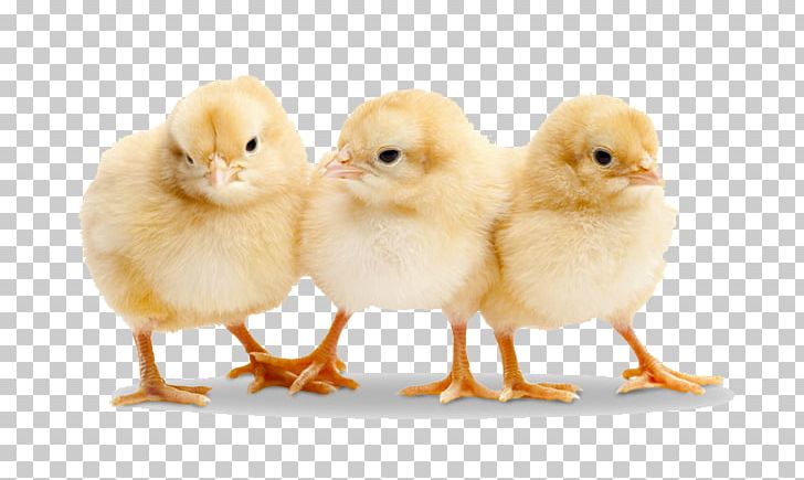 Chicken Duck Broiler Poultry Stock Photography PNG, Clipart, Animals, Baby, Beak, Bird, Broiler Free PNG Download
