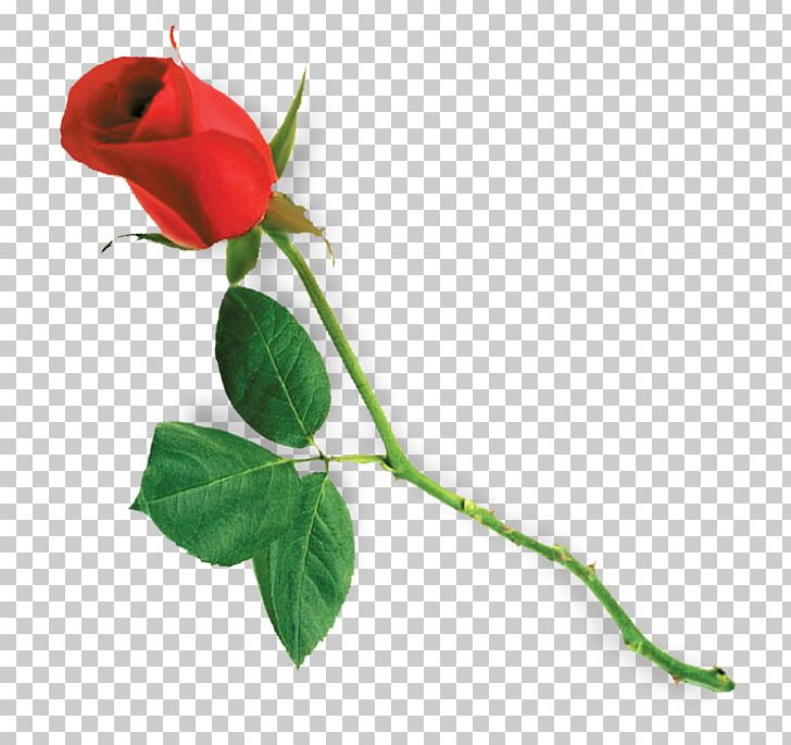 Garden Roses Flower PNG, Clipart, Beach Rose, Branch, Bud, Cut Flowers, Desktop Wallpaper Free PNG Download