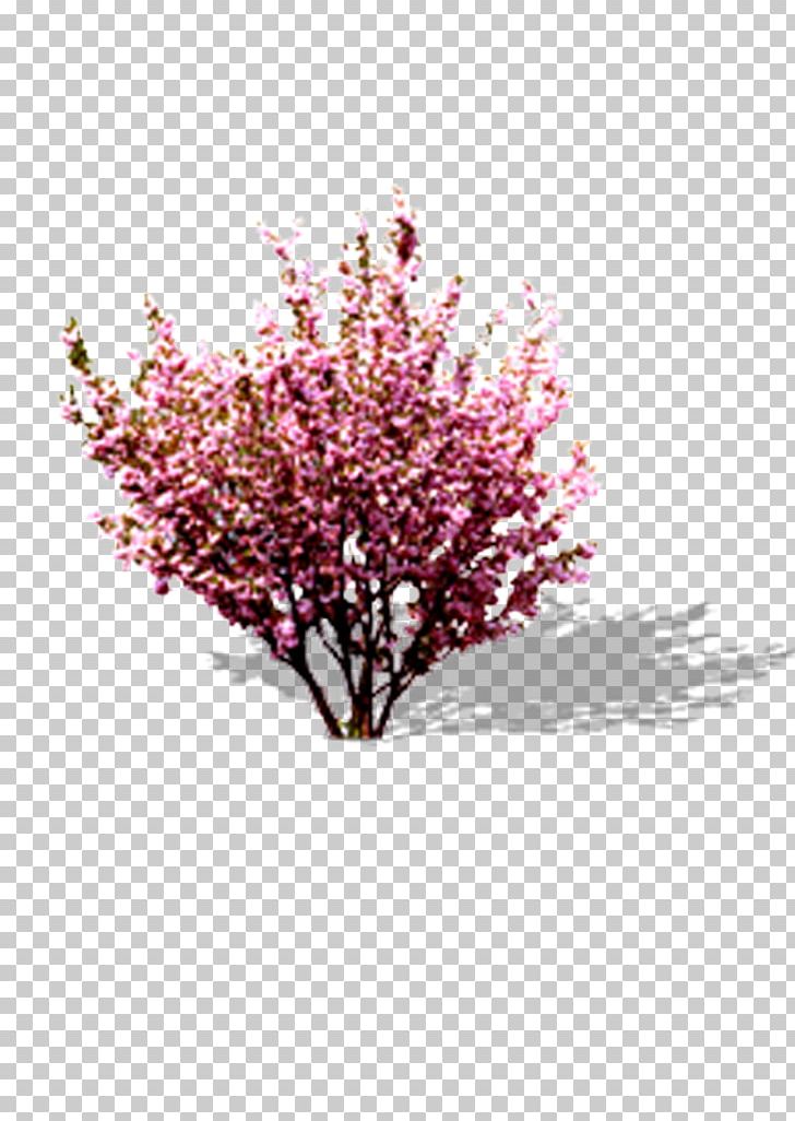 Cherry Blossom Pink Peach PNG, Clipart, Adobe Illustrator, Blossom, Branch, Cherry Blossom, Download Free PNG Download
