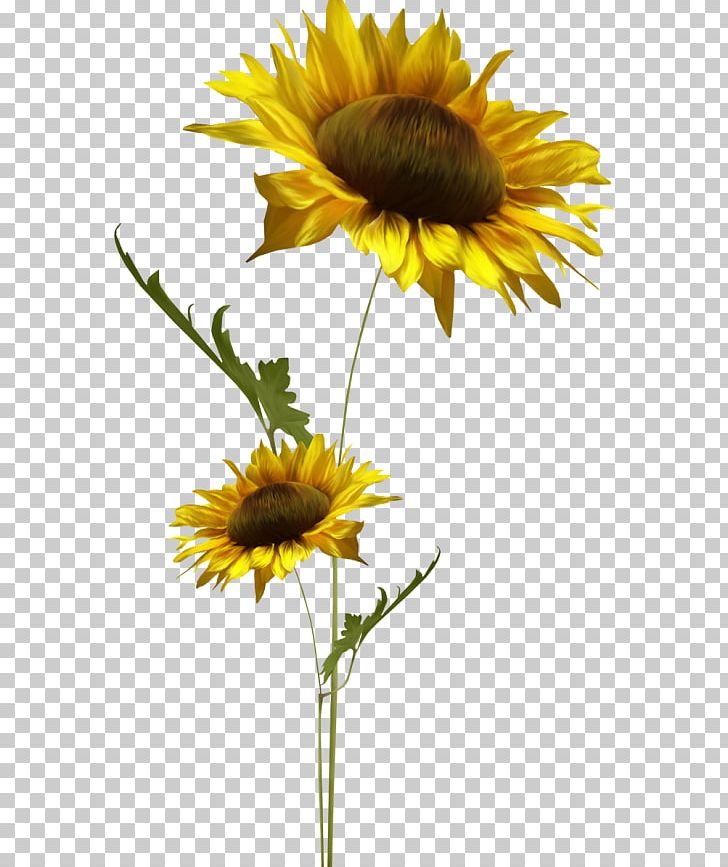 Common Sunflower Sunflower Seed Daisy Family PNG, Clipart, Aycicegi, Cicek, Common Sunflower, Cooking Oils, Cut Flowers Free PNG Download