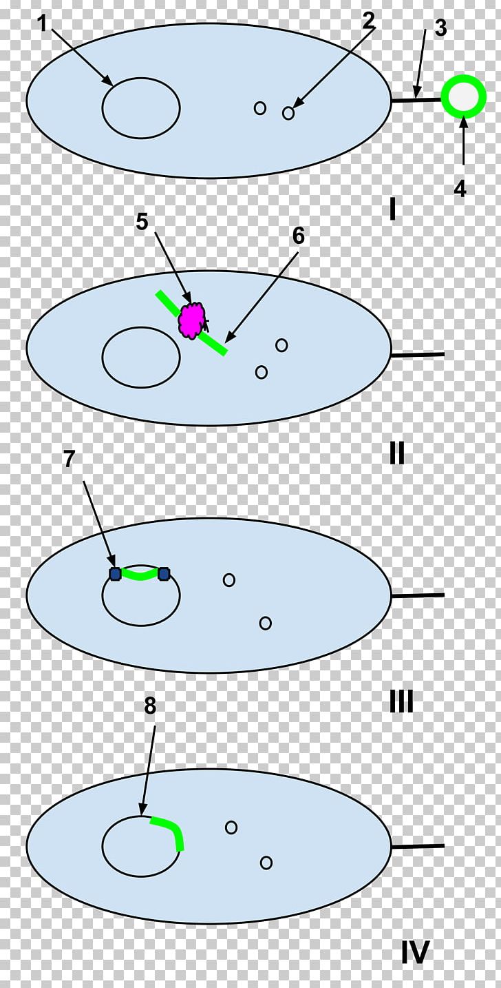 Natural Competence Molecular Biology Cell Bacteria PNG, Clipart, Angle, Area, Bacteria, Bacterial Cell Structure, Biology Free PNG Download