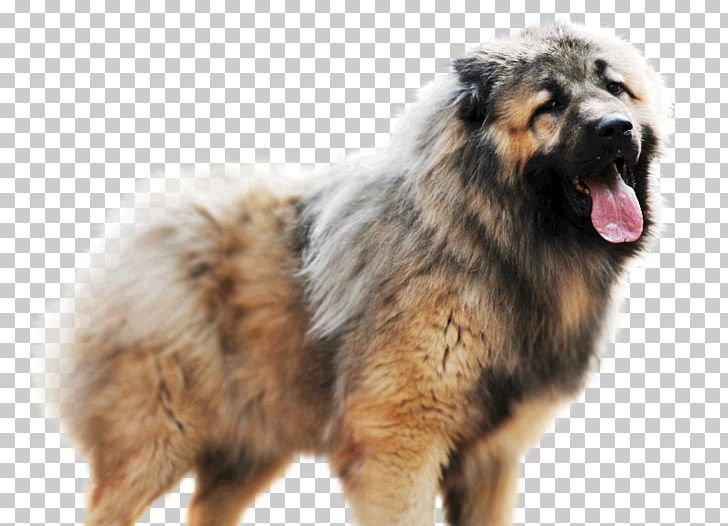 Estrela Mountain Dog Caucasian Shepherd Dog Sarplaninac Dog Breed Leonberger PNG, Clipart, Breed, Carnivoran, Caucasian Shepherd Dog, Cynology, Dog Free PNG Download