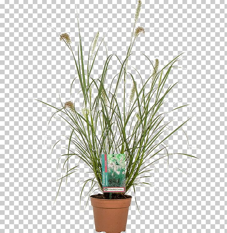 Flowerpot Chinese Fountain Grass Lampepoetsergras Houseplant Nursery PNG, Clipart, Flower, Flowerpot, Fountaingrasses, Garden Centre, Grass Free PNG Download