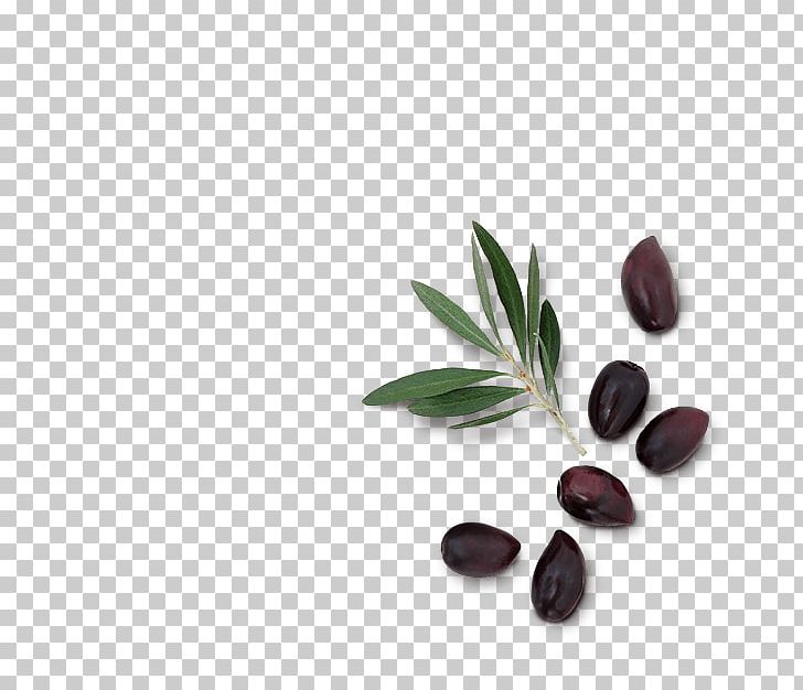 Superfood PNG, Clipart, Greasy Plant, Ingredient, Miscellaneous, Others, Superfood Free PNG Download