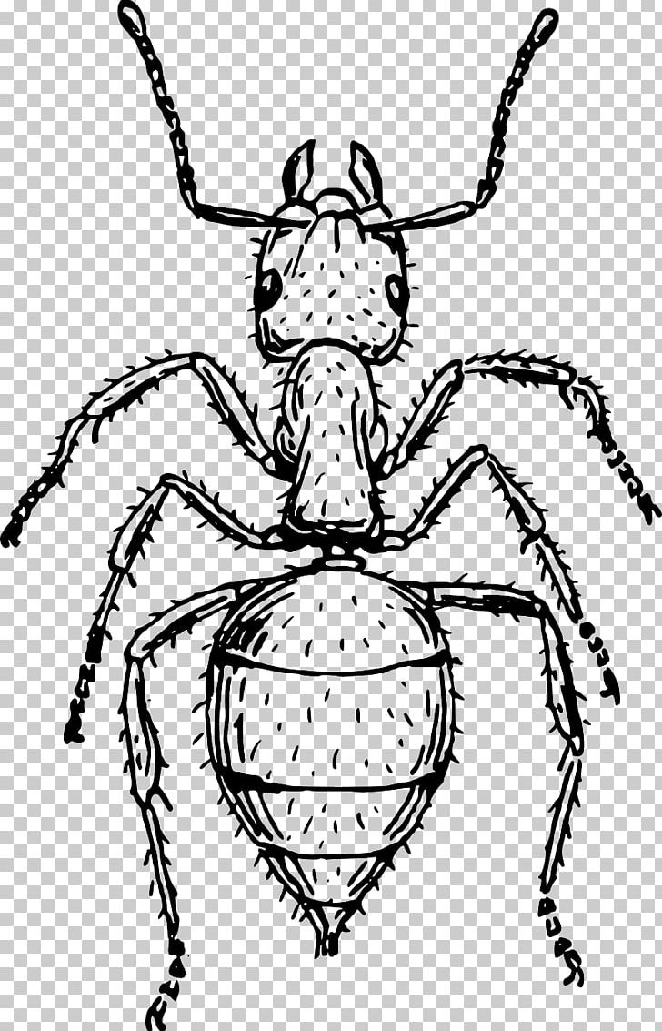 Ant Drawing Art PNG, Clipart, Art, Arthropod, Artwork, Black, Black Garden Ant Free PNG Download