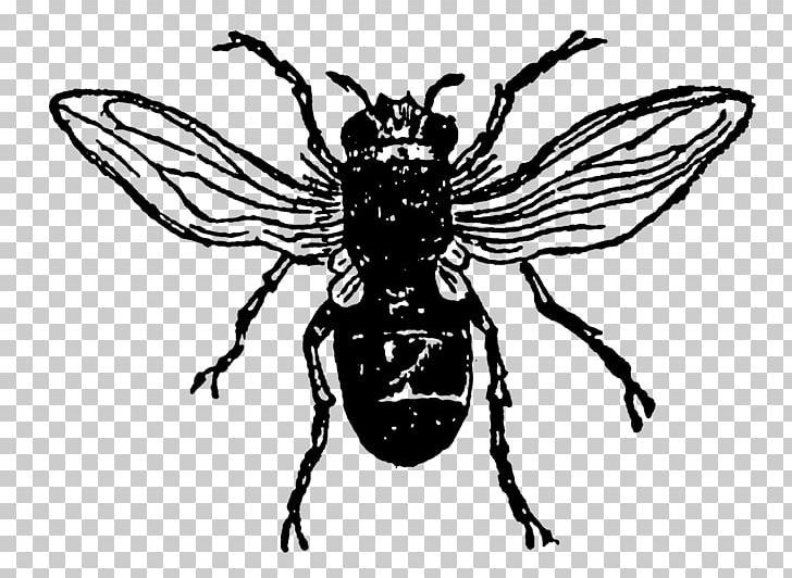 Insect Honey Bee PNG, Clipart, Animal, Animals, Arthropod, Artwork, Bee Free PNG Download