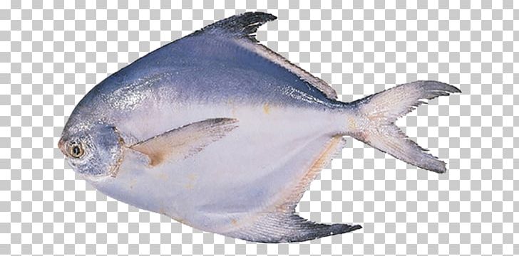 Pampus Argenteus Black Pomfret Fish Seafood PNG, Clipart, Animal, Animals, Black Pomfret, Butter, Butterfish Free PNG Download