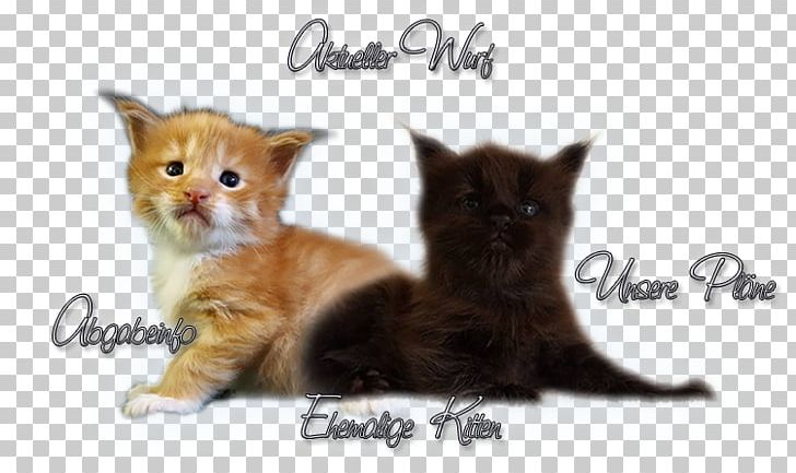 Whiskers Maine Coon Kitten Domestic Short-haired Cat Fur PNG, Clipart, Carnivoran, Cat, Cat Like Mammal, Creative Kitten, Domestic Shorthaired Cat Free PNG Download
