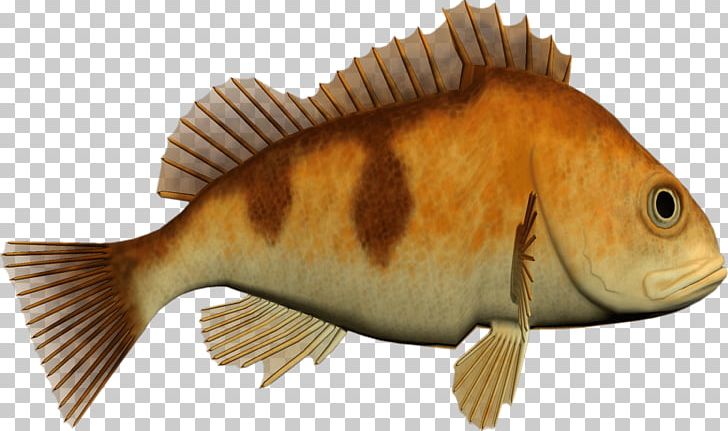 Cod Fish PNG, Clipart, Animals, Bony Fish, Cod, Digital Image, Download Free PNG Download