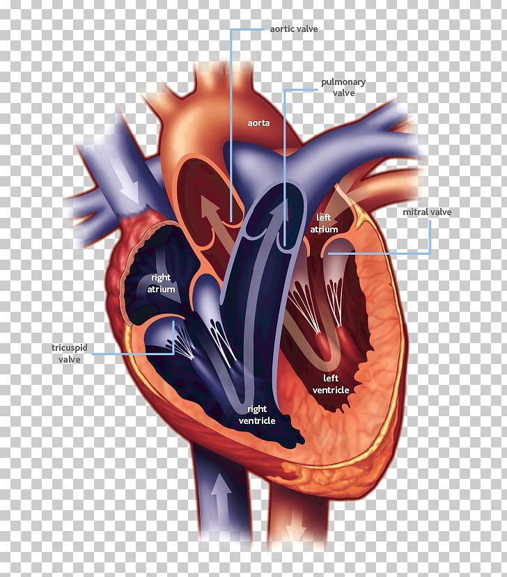 Heart Valve Mitral Valve Heart Ailment Cardiac Surgery PNG, Clipart, Aorta, Aortic Valve, Cardiac Surgery, Cardiovascular Disease, Disease Free PNG Download