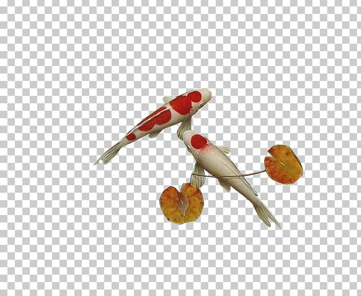 Koi Carassius Auratus PNG, Clipart, Animals, Aquarium Fish, Beak, Bird, Carassius Auratus Free PNG Download