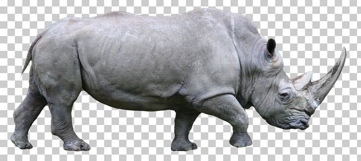 rhino png clipart rhino free png download rhino png clipart rhino free png download