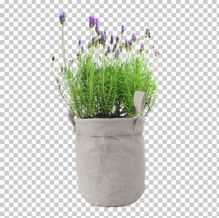 English Lavender Plant Stock Photography Gardenia Flower PNG, Clipart, English Lavender, Flower, Flowerpot, Food Drinks, Garden Free PNG Download