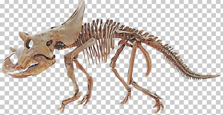 Agujaceratops Late Cretaceous Velociraptor Horned Dinosaurs PNG, Clipart, Agujaceratops, Altricial, Animal, Animal Figure, Chicken Free PNG Download