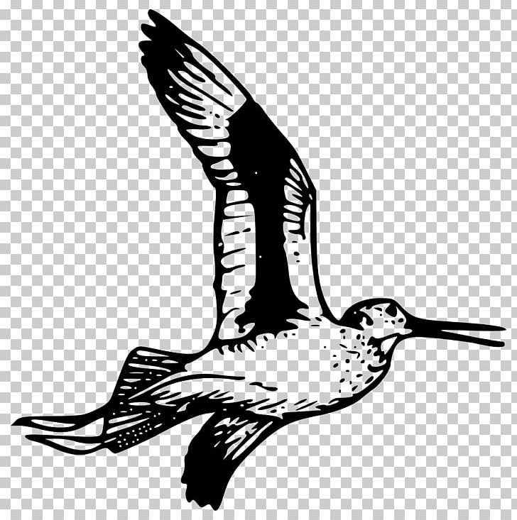 Bird Drawing PNG, Clipart, Animals, Beak, Bird, Bird Flight, Black And White Free PNG Download