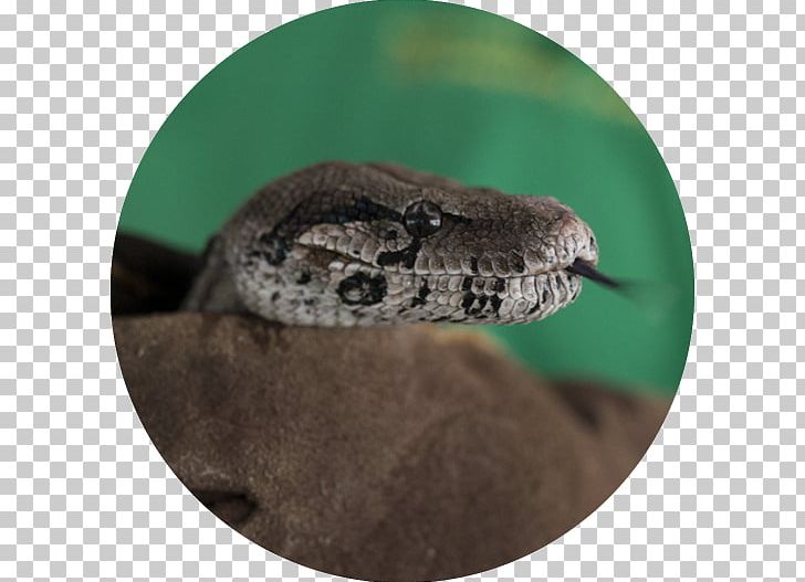 Boa Constrictor Rattlesnake Boas Reptile PNG, Clipart, Animals, Bank Of America, Boa, Boa Constrictor, Boas Free PNG Download