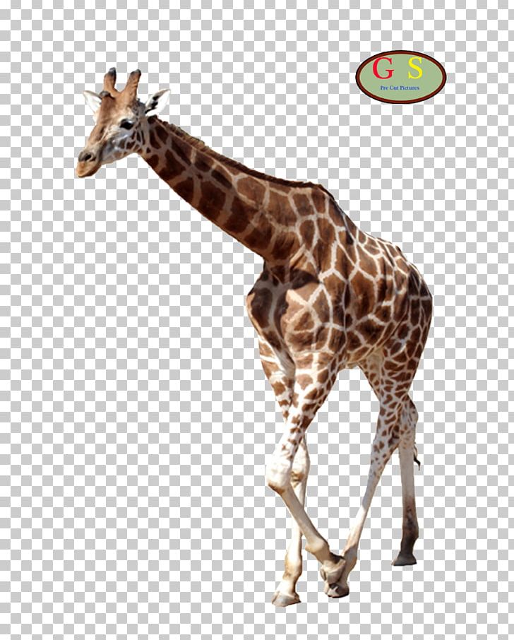 Guitar Chord Northern Giraffe Giraffidae Gitarren-Studio Neustadt PNG, Clipart, Animal, Blues, Fauna, Giraffe, Giraffidae Free PNG Download