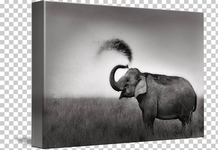 Indian Elephant African Elephant Cattle Mammal PNG, Clipart, African Elephant, Animal, Black, Black And White, Cattle Free PNG Download