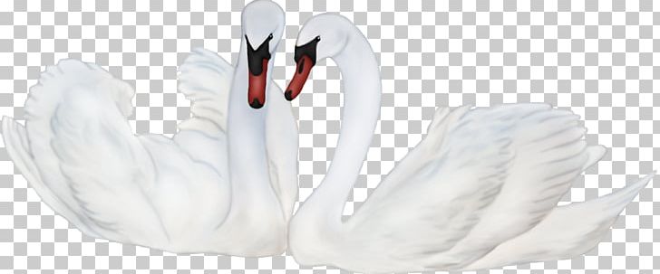 Mute Swan Bird 3D Computer Graphics PNG, Clipart, 3d Computer Graphics, Animals, Arm, Beak, Bird Free PNG Download