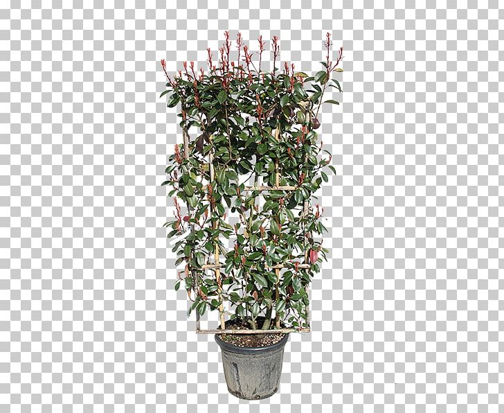 Red Tip Photinia Shrub Espalier Hedge Evergreen PNG, Clipart, Branch, Espalier, Evergreen, Flower, Flowerpot Free PNG Download