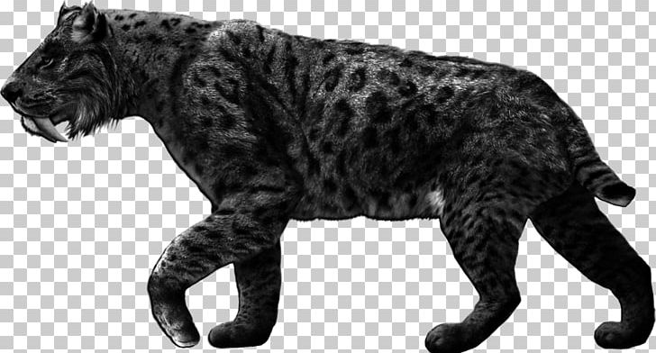Tiger Machairodontinae Cheetah Smilodon Populator Saber-toothed Cat PNG, Clipart, Animals, Big Cats, Bite Force Quotient, Black And White, Carnivoran Free PNG Download