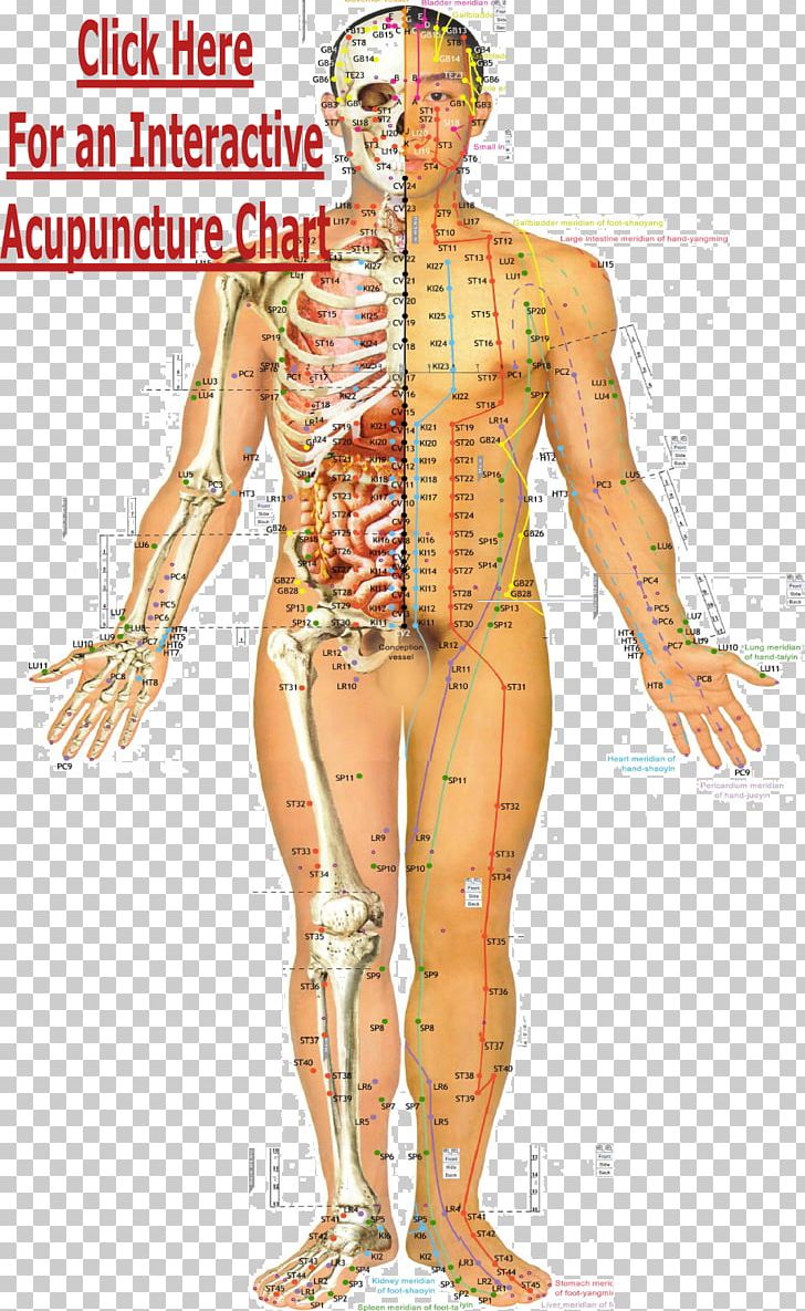 Acupuncture Meridian Traditional Chinese Medicine Acupressure Akupunktiopiste PNG, Clipart, Abdomen, Acupressure, Acupuncture, Akupunktiopiste, Arm Free PNG Download