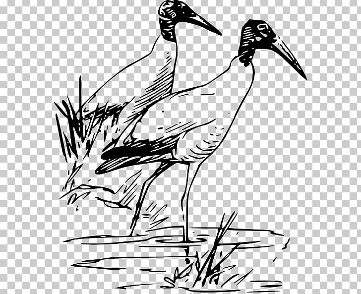 Bird Ibis Drawing Wood Stork PNG, Clipart, American White Ibis, Art, Beak, Bird, Black And White Free PNG Download