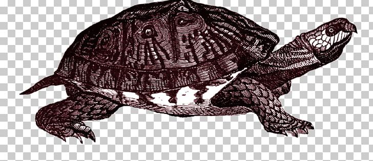 Box Turtle Common Snapping Turtle PNG, Clipart, Animal Figure, Animals, Box Turtle, Chelydridae, Common Snapping Turtle Free PNG Download